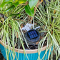 🌙Solar-Powered Waterproof Outdoor Decorative Light🔆